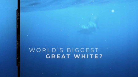 Самая большая в мире белая акула / World's Biggest Great White? (2019)