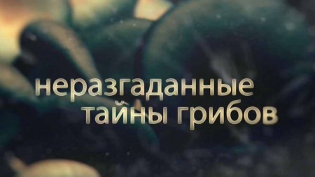 Неразгаданные тайны грибов (2019)