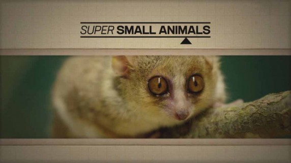 Звери в миниатюре / Super Small Animalsп (2017)