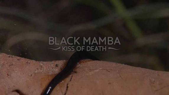 Черная мамба: поцелуй смерти / Black Mamba Kiss of Death (2013)