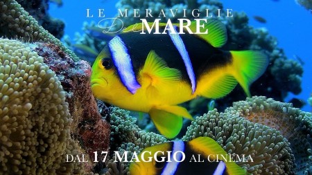 Чудеса моря / Le Meraviglie Del Mare (2017)