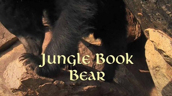 Книга джунглей. Медведь Балу / The Real Jungle Book Bear (2012)