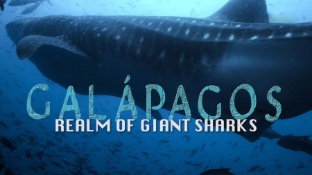 Галапагос. Царство гигантских акул / Galapagos: Realm of Giant Sharks (2012)