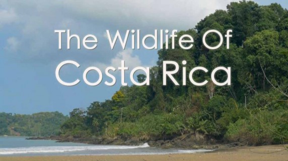 Радужный мир природы Коста-Рики / The Wildlife Of Costa Rica (2017)