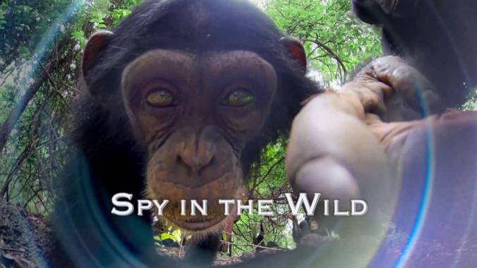 Шпионы в дикой природе 1 серия. Любовь / Spy in the Wild (2017)