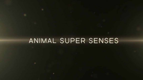 Уникальные способности животных. Слух / Super Senses: The Secret Power of Animals (2014)