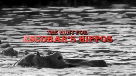 Охота на гиппопотамов Эскобара / The hunt for Escobar's hippos (2020)