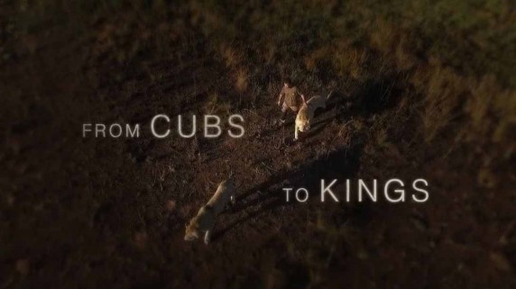 Рожденные свободными / From Cubs to Kings (2016)