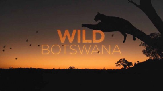 Дикая Ботсвана / Wild Botswana (2018)