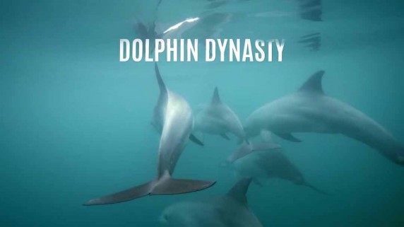 Династия дельфинов / Dolphin Dynasty (2016)