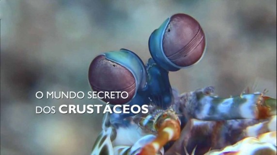 Тайный мир ракообразных / The Secret World of Crustaceans (2013)