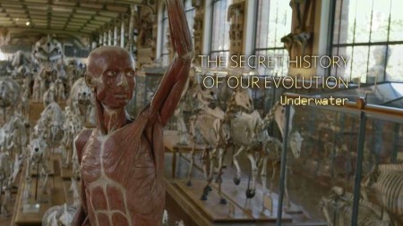 Тайная история человеческой эволюции 2 серия. На земле / The Secret History of our Evolution (2018)