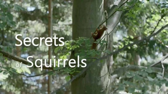 Беличьи секреты / Secrets of Squirrels (2018)