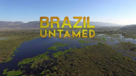 Дикая Бразилия 05 серия. Страна кошек / Brazil Untamed (2016)