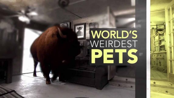 Самые странные в мире питомцы / World's weirdest pets (2013)