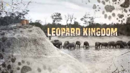 Королевство леопардов / Leopard kingdom (2018)