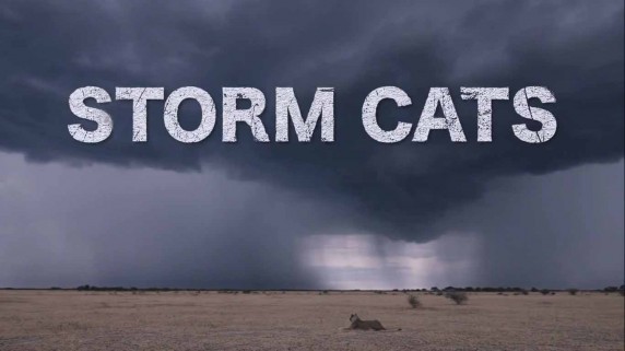 Грозовые кошки / Storm Cats (2016)