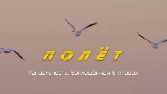 ПОЛЁТ: гениальность, воплощённая в птицах / FLIGHT: The Genius of Birds (2013)