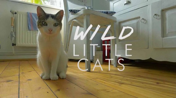 Дикие маленькие кошки / Wild little cats (2017)