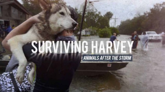 Спасение животных: ураган Харви / Surviving Harley. Animals After the Storm (2017)