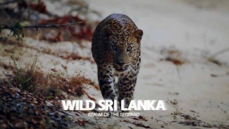 Дикая Шри-Ланка: царство леопардов / Wild Sri Lanka: Realm of the Leopard (2018)