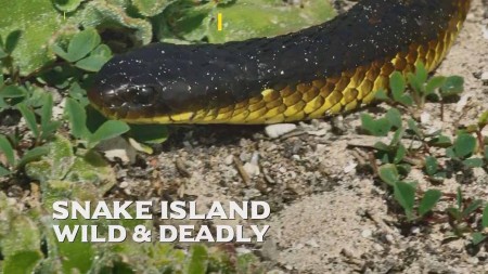 Змеиный остров: Дикие и смертоносные / Snake Island: Wild and Deadly (2020)