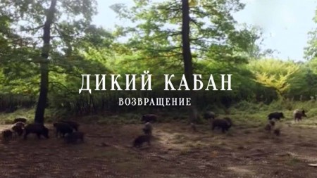 Дикий кабан. Возвращение / Wild Boars. The Comeback (2018)