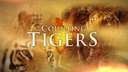 Каждый тигр на счету / Counting Tigers (2019)