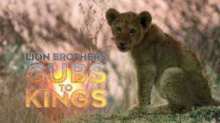 Львы: как братья стали королями / Lion Brothers: Cubs To Kings (2019)