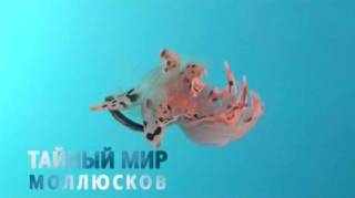 Тайный мир моллюсков / The Secret World Of Mollusks (2013)