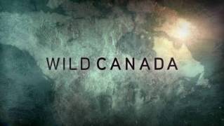 Дикая Канада: Легенды Севера / Wild Canada (2016)