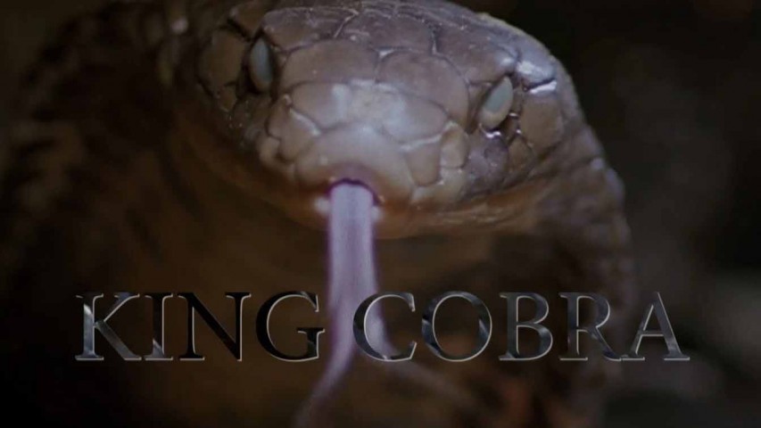 Королевская кобра / King Cobra (1997)