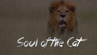 Кошачья душа / Soul of the Cat (2017)