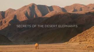 Хоаниб - секреты пустынных слонов / Secrets of The Desert Elephants (2013)