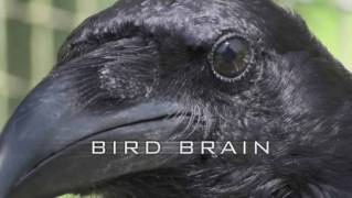 Птичий разум / Bird Brain (2011)