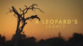 Наследие леопарда / A Leopard's Legacy (2020)