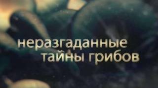 Неразгаданные тайны грибов (2019)