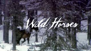 Дикие лошади и Канадские Скалистые горы / Wild Horses of the Canadian Rockies (2008)