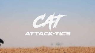 Кошачьи приемы / Cat Attack-Tics (2019)