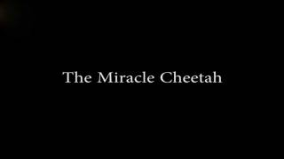 Чудо-гепард / The miracle cheetah (2017)