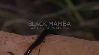 Черная мамба: поцелуй смерти / Black Mamba Kiss of Death (2013)