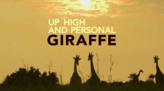 Жираф крупным планом / Giraffe - Up high and personal (2015)