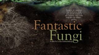 Фантастические Грибы / Fantastic Fungi (2019)