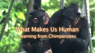 Что делает нас людьми. Учимся у шимпанзе / What Makes Us Human. Learning from Chimpanzees (2016)