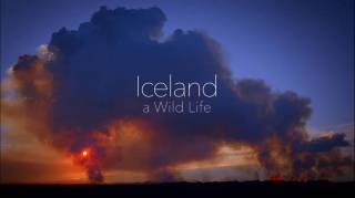 Исландия: Дикая жизнь / Iceland a Wild Life (2015)