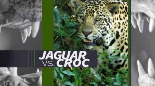 Ягуары против крокодилов / Jaguar vs. Croc (2017)