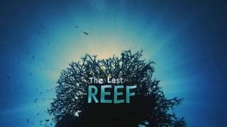 Последний риф / The Last Reef (2012)