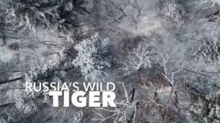 Дикие тигры России / Russia's Wild Tiger (2022)