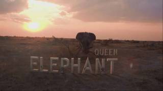 Королева слонов / Queen elephant (2014)