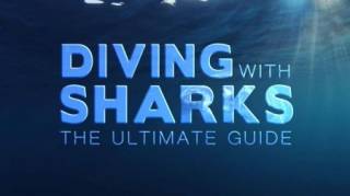 Дайвинг с акулами: полное руководство / Diving with Sharks: the Ultimate Guide (2017)